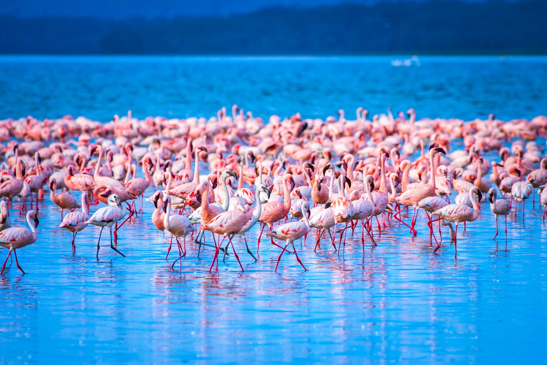 Parco Nazionale del Lago Nakuru
